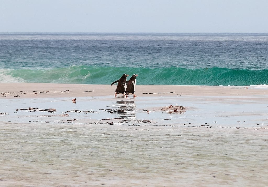 gentoo volunteer point