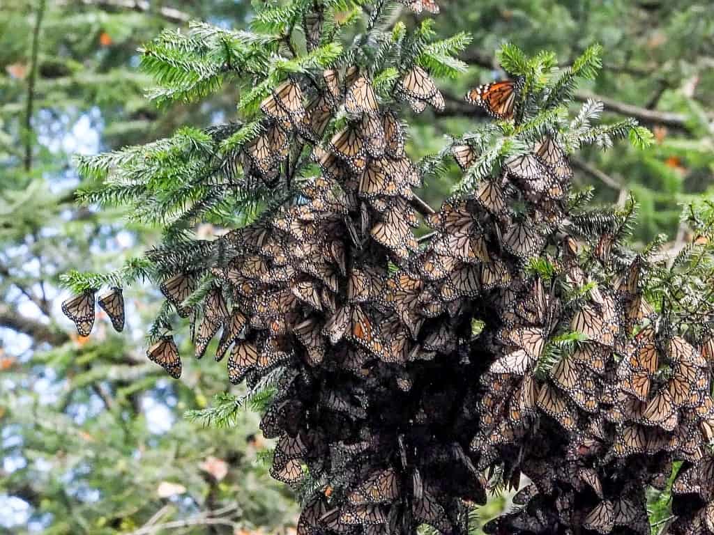 motyle monarcha.b