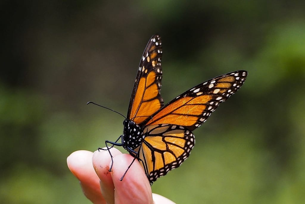 motyle monarcha.e