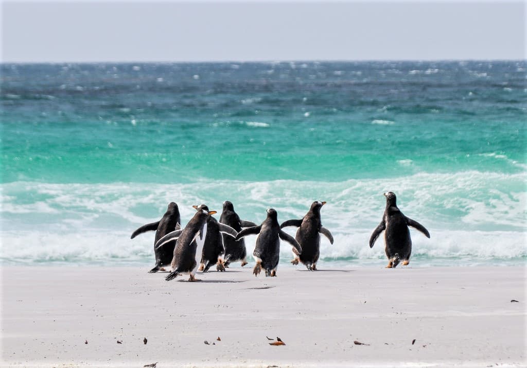 pingwiny gentoo i morze 1