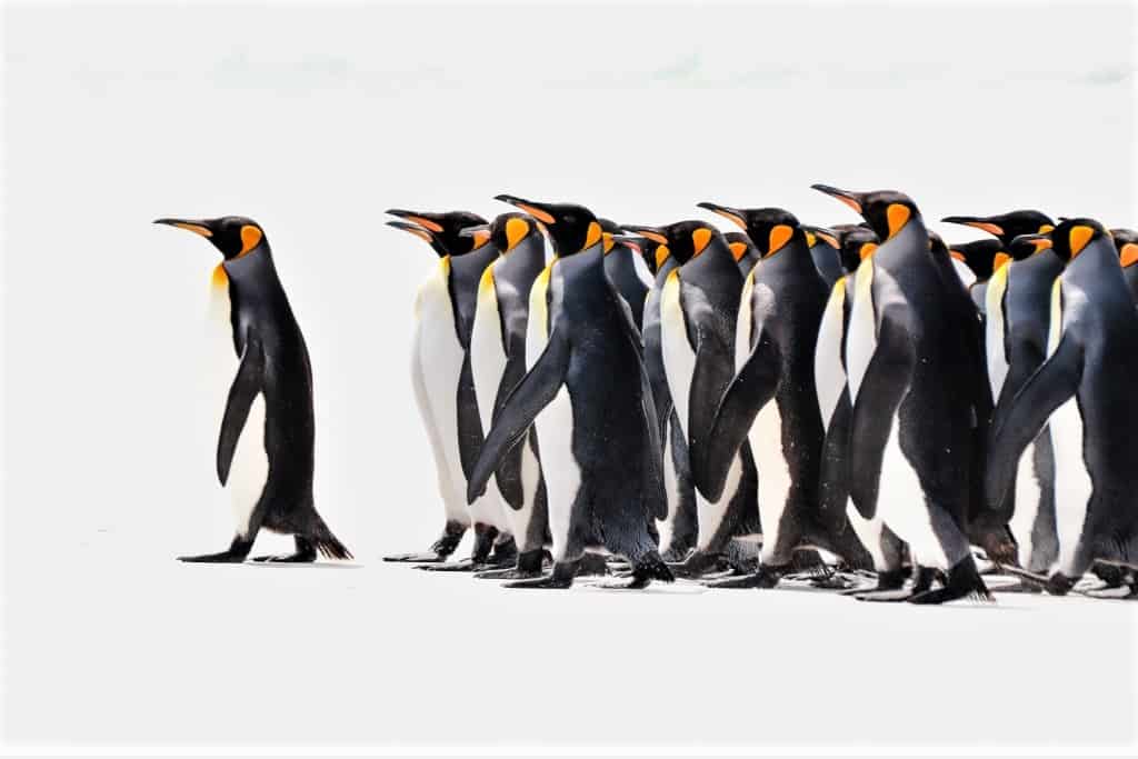 pingwiny krolewskie 05