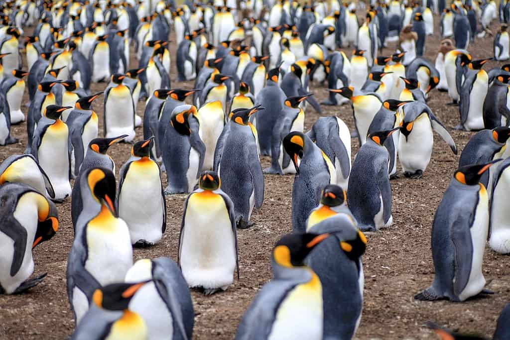 pingwiny krolewskie a1