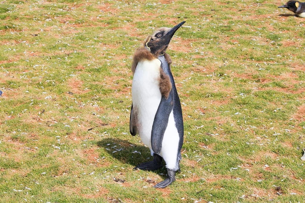 pingwiny krolewskie a7