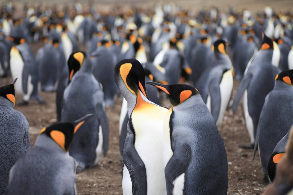 pingwiny krolewskie b