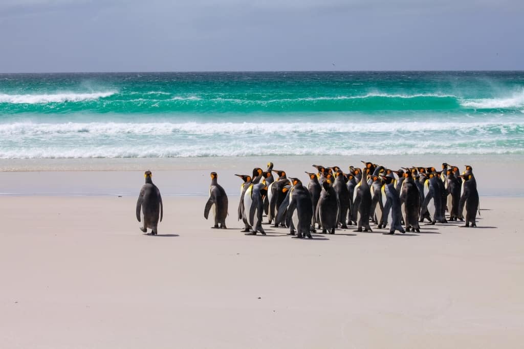 pingwiny krolewskie f 2