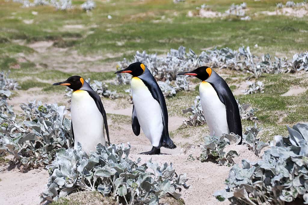 pingwiny krolewskie falklandy