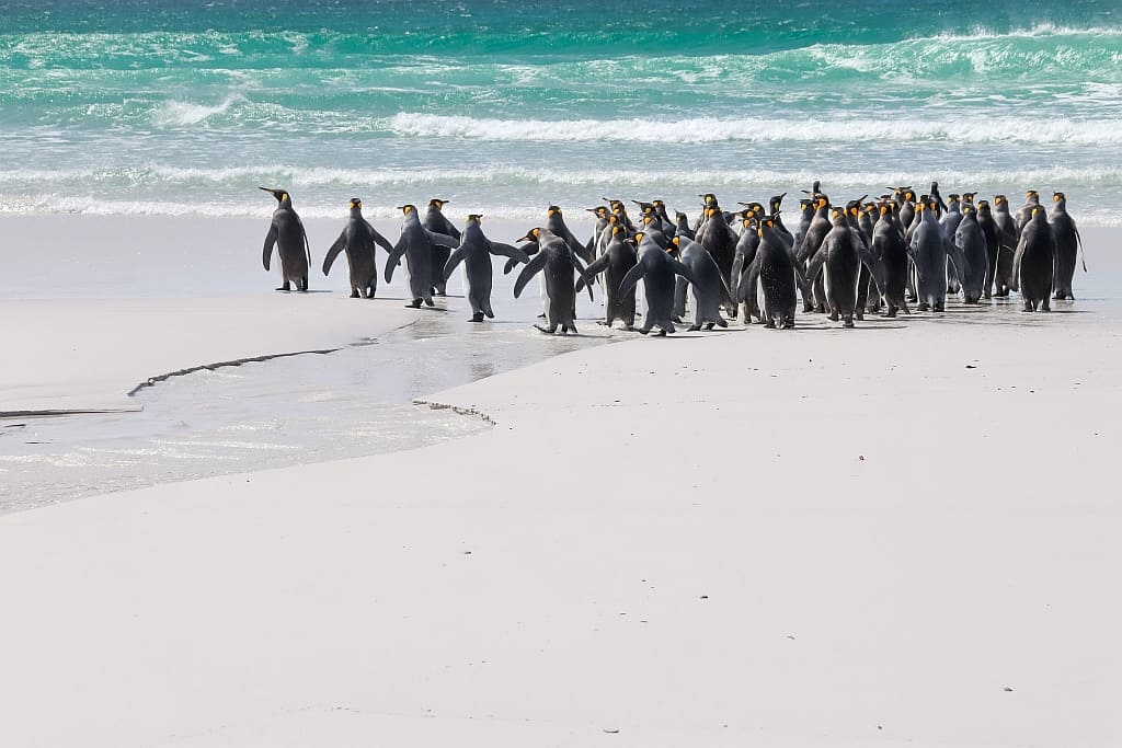 pingwiny krolewskie falklandy.bb