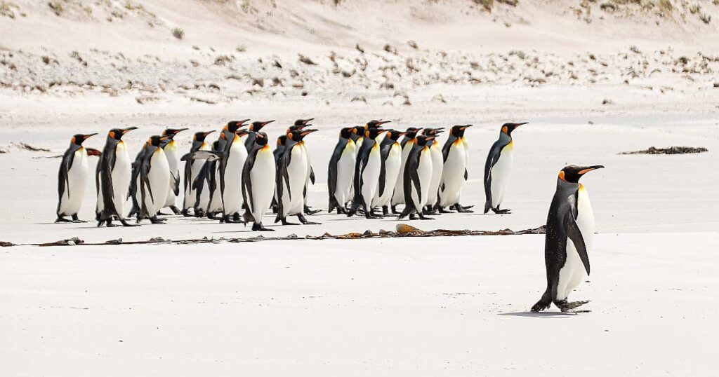 pingwiny krolewskie falklandy.x