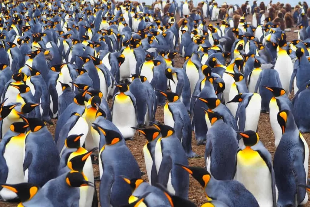 Obserwuj pingwiny królewskie na Falklandach