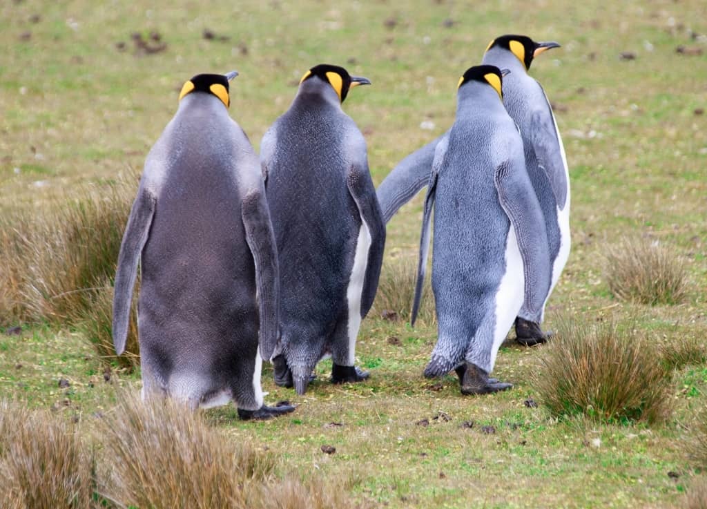 pingwiny krolewskie idace 1