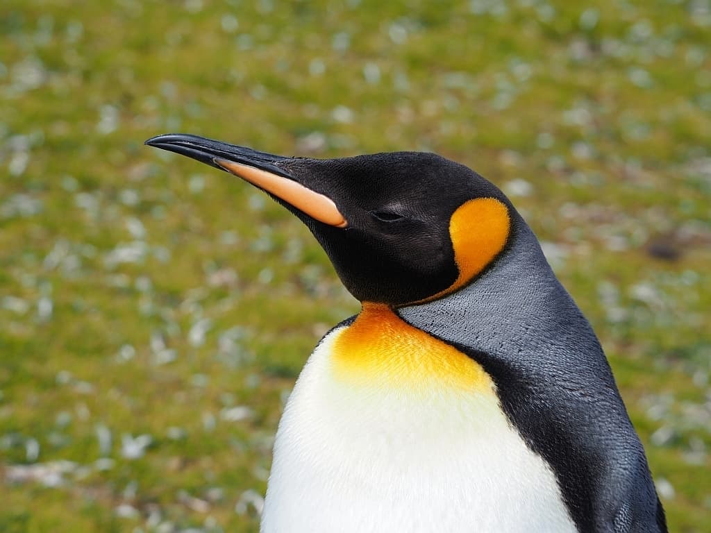 pingwiny krolewskie k