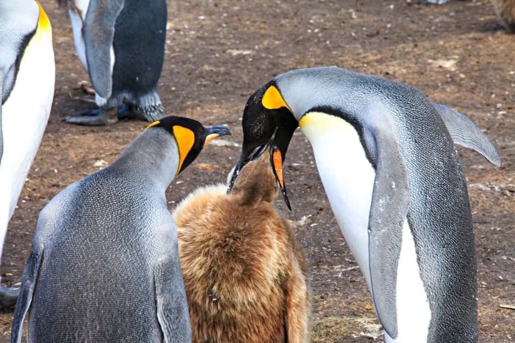 pingwiny krolewskie karmienie pisklat.2