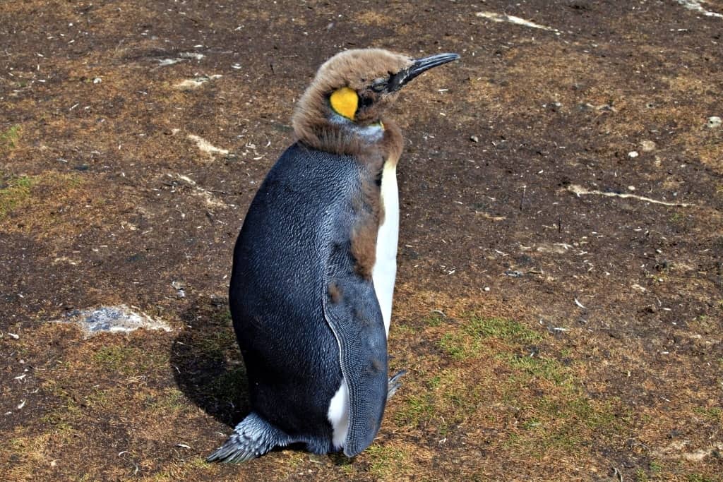 pingwiny krolewskie piskle.6