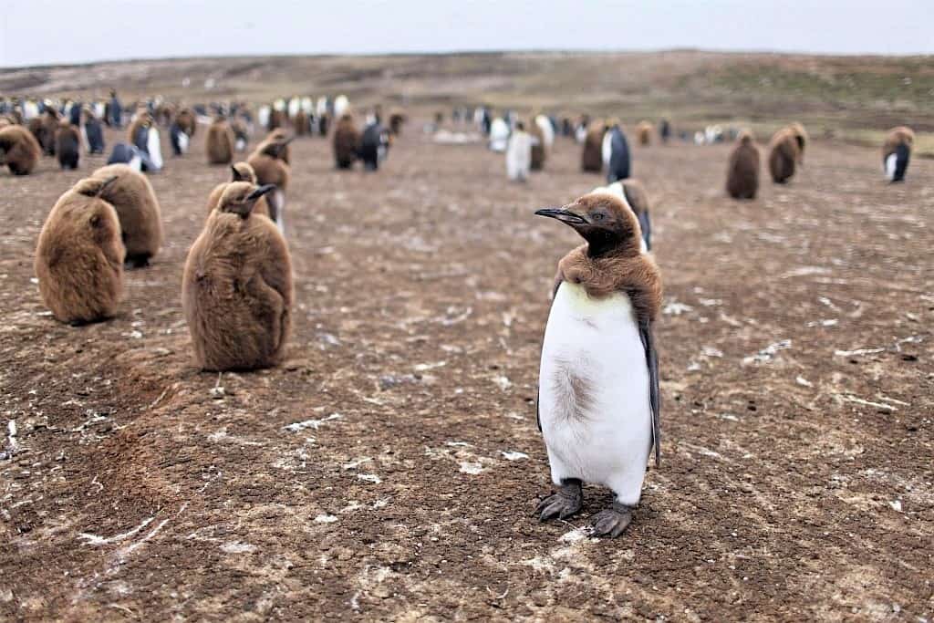 pingwiny krolewskie piskleta.1
