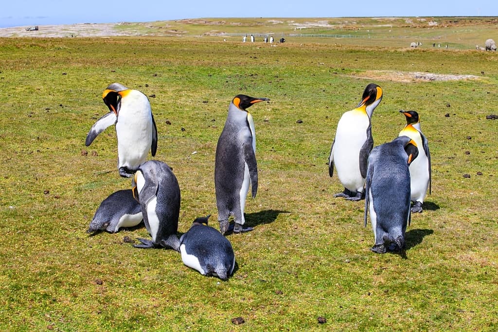 pingwiny krolewskie volunteer point 2