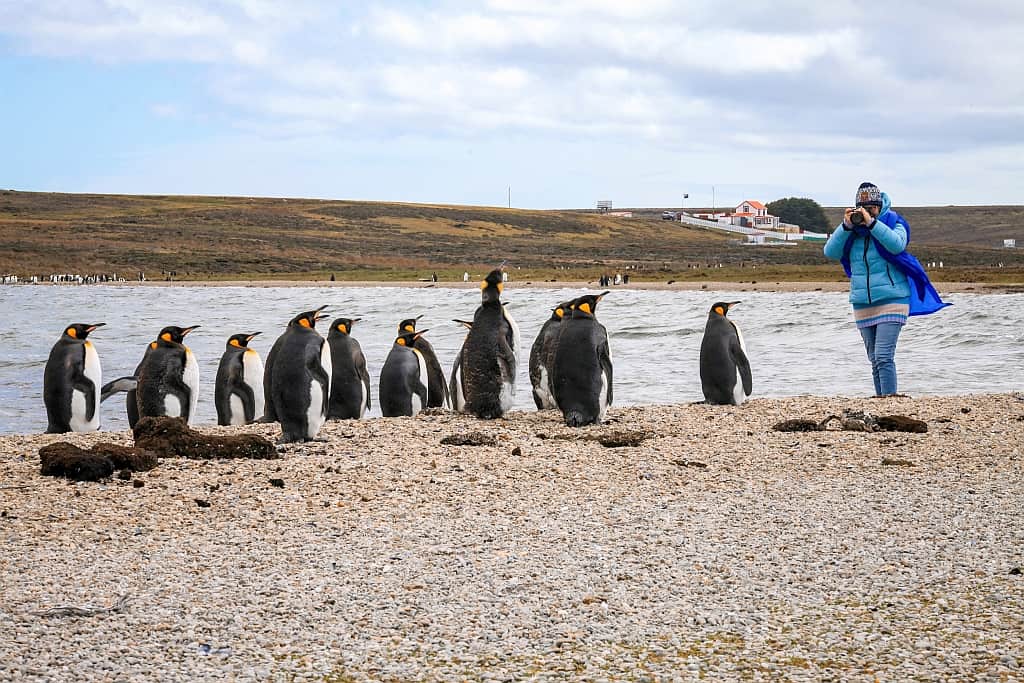 pingwiny krolewskie volunteer point falklandy