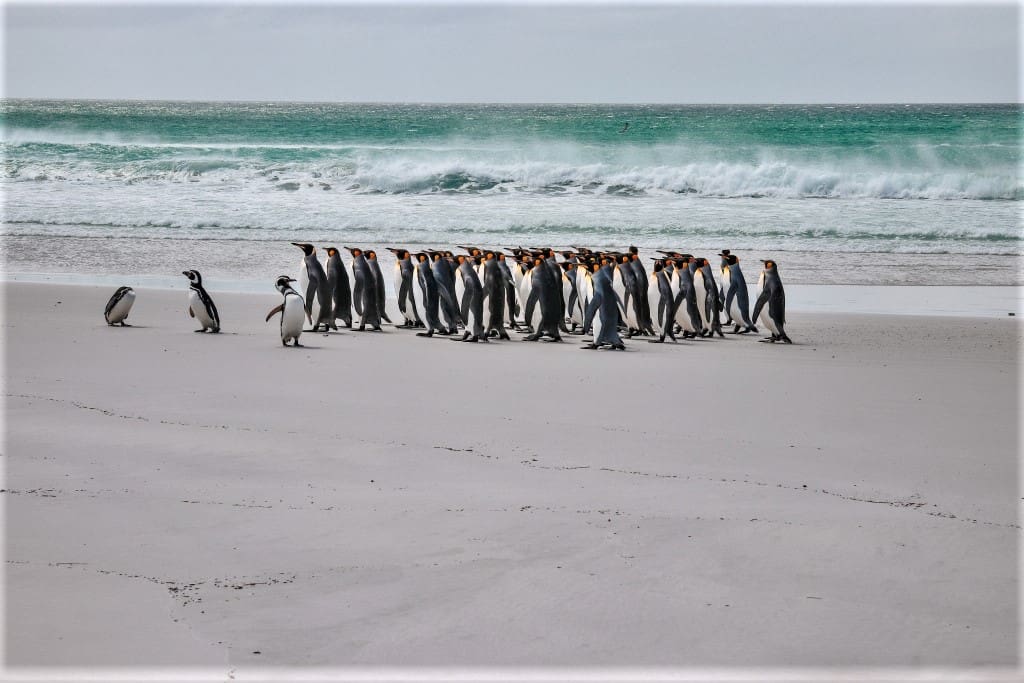 pingwiny magelana i krolewskie