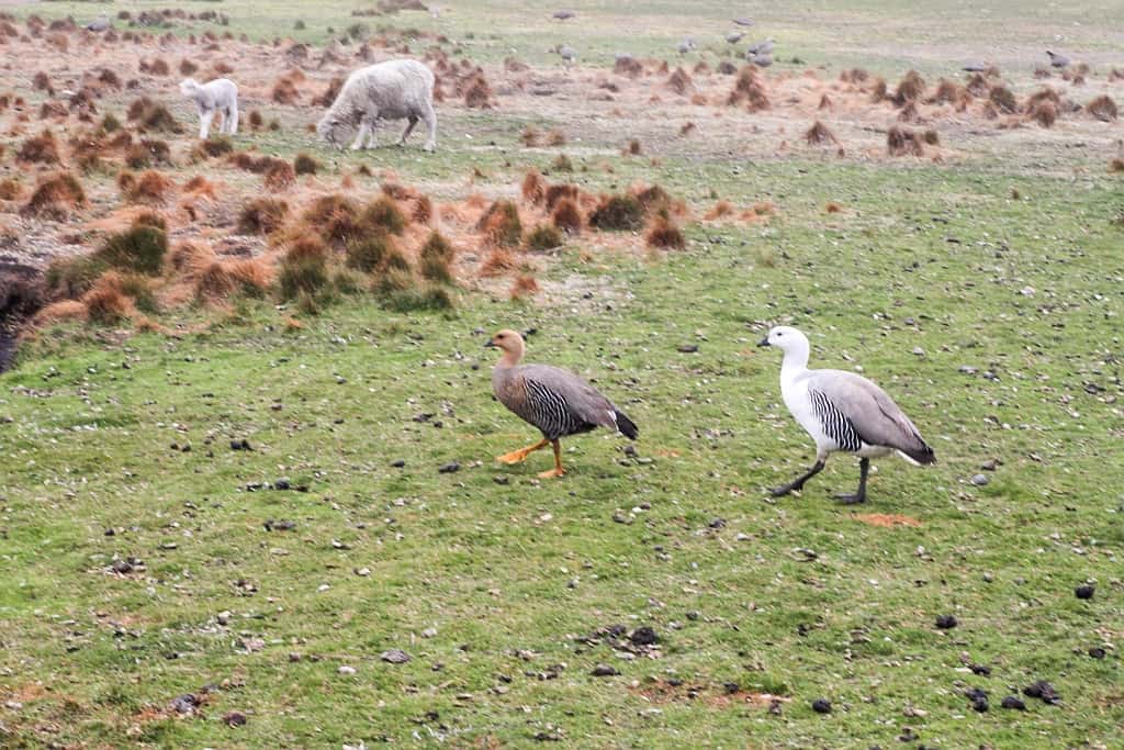 volunteer point falkland island.2
