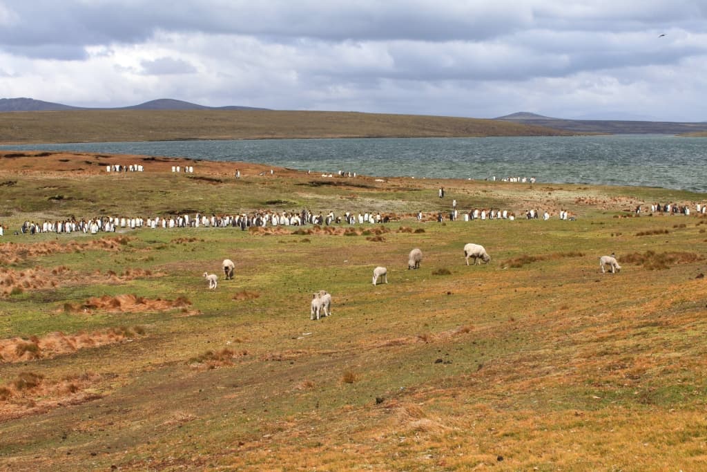 volunteer point falkland island