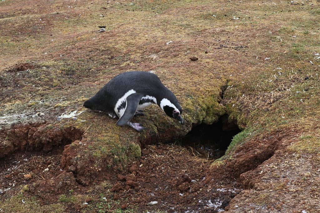 Pingwiny białobrewe i słonie morskie – Falklandy z bliska 29 pingwiny Magellana.2