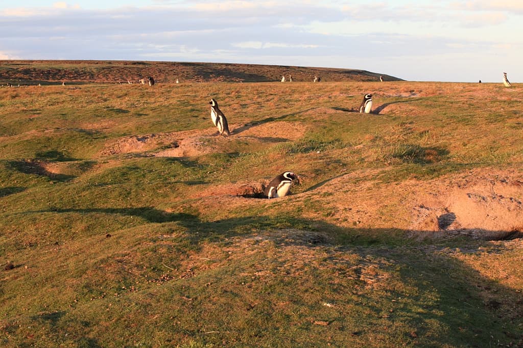 Pingwiny białobrewe i słonie morskie – Falklandy z bliska 31 pingwiny Magellana.4