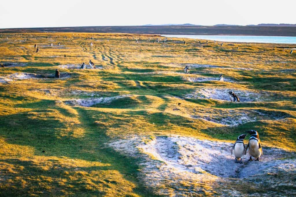 Pingwiny białobrewe i słonie morskie – Falklandy z bliska 30 pingwiny Magellana.5