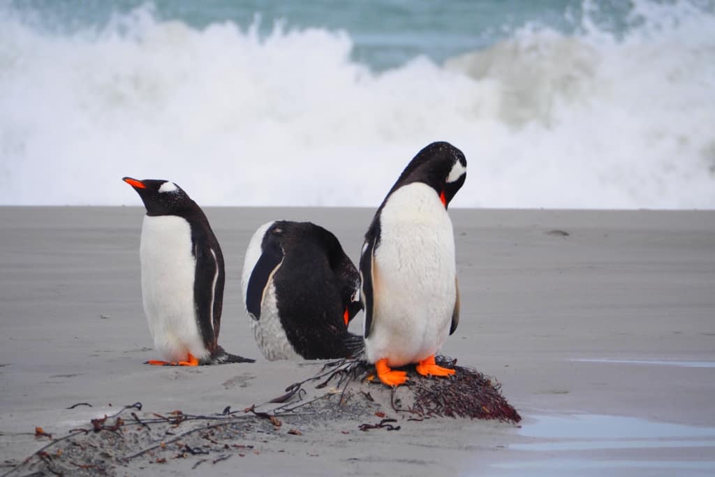 Pingwiny białobrewe i słonie morskie – Falklandy z bliska 15 pingwiny bialobrewe Gentoo 10