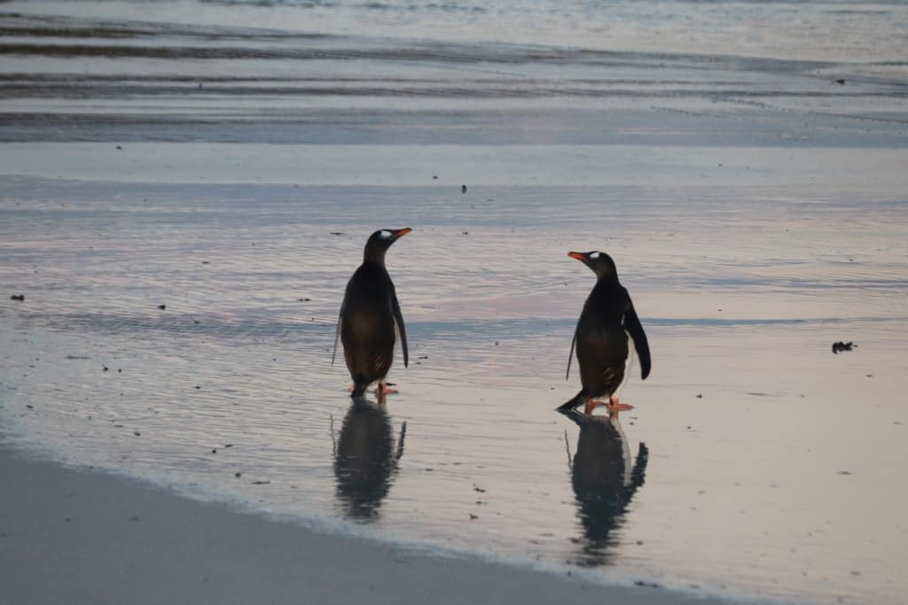 Pingwiny białobrewe i słonie morskie – Falklandy z bliska 24 pingwiny bialobrewe Gentoo 4