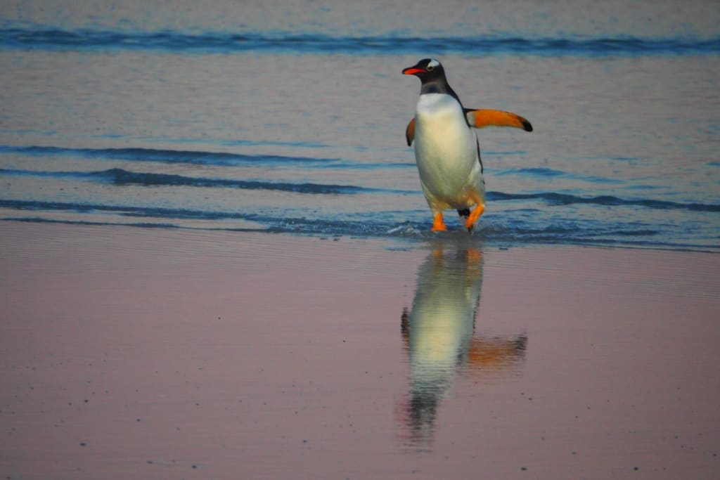 Pingwiny białobrewe i słonie morskie – Falklandy z bliska 21 pingwiny bialobrewe Gentoo 6