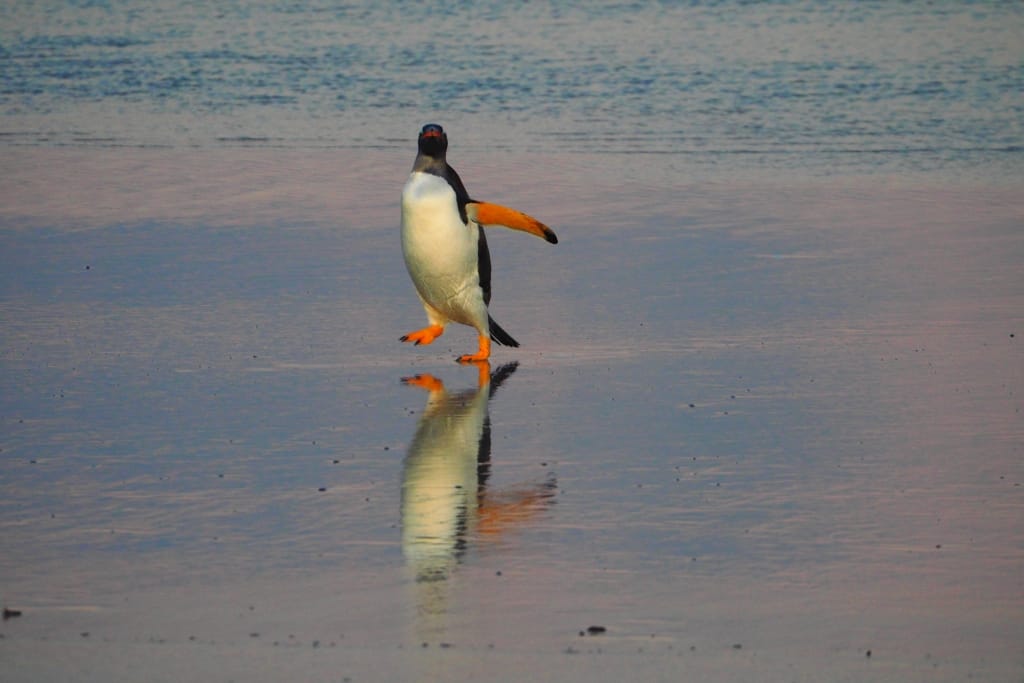 Pingwiny białobrewe i słonie morskie – Falklandy z bliska 22 pingwiny bialobrewe Gentoo 7