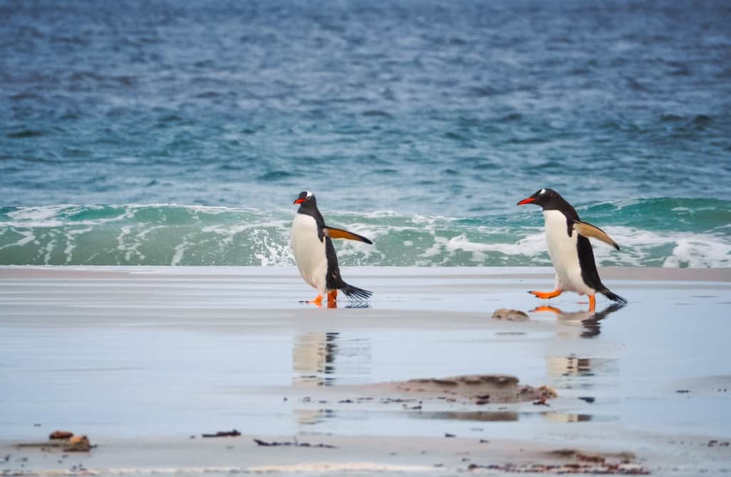 Pingwiny białobrewe i słonie morskie – Falklandy z bliska 23 pingwiny bialobrewe Gentoo 8