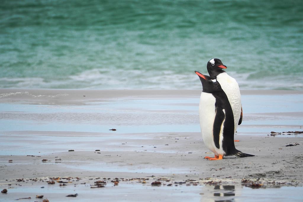 Pingwiny białobrewe i słonie morskie – Falklandy z bliska 17 pingwiny bialobrewe Gentoo 9