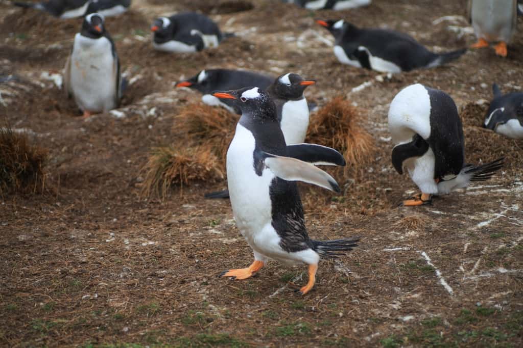 Pingwiny białobrewe i słonie morskie – Falklandy z bliska 9 pingwiny bialobrewe Gentoo a