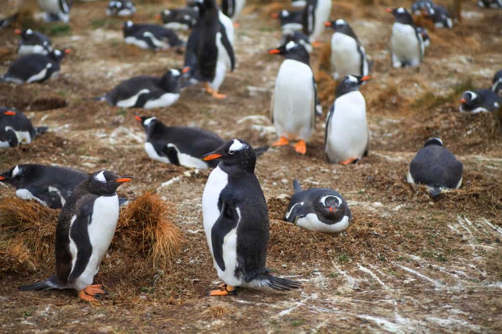 Pingwiny białobrewe i słonie morskie – Falklandy z bliska 8 pingwiny bialobrewe Gentoo b
