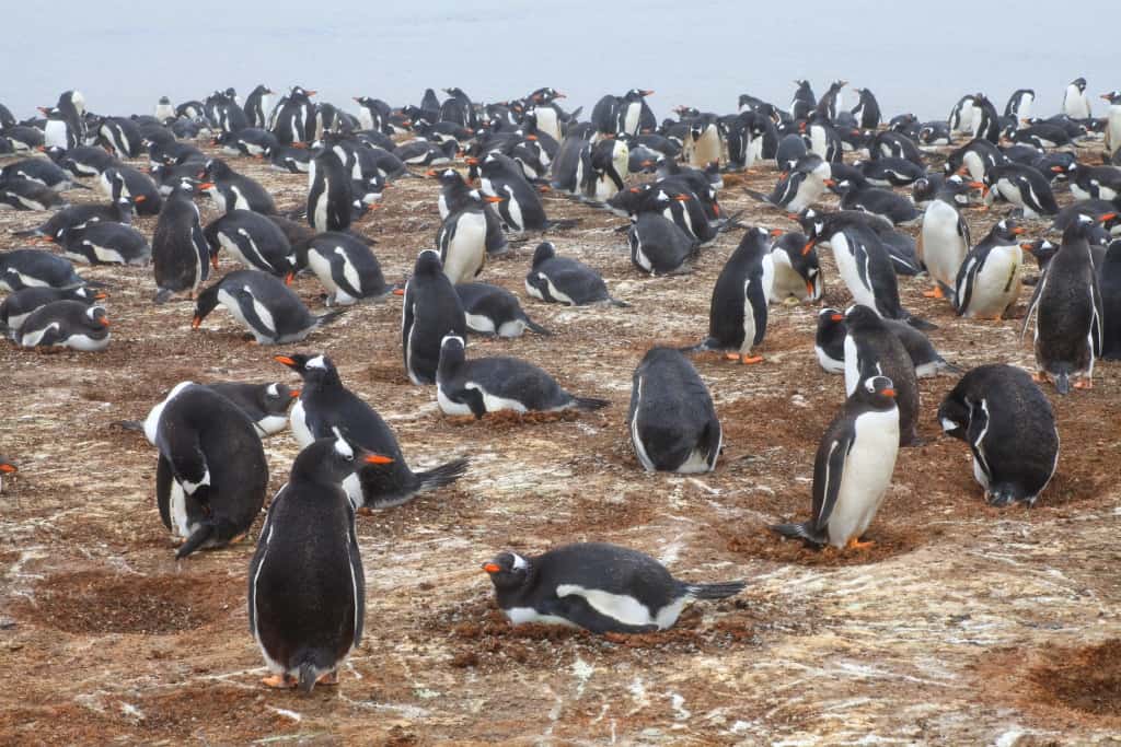 Pingwiny białobrewe i słonie morskie – Falklandy z bliska 4 pingwiny bialobrewe Gentoo d