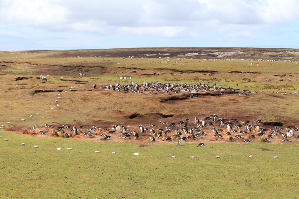 Pingwiny białobrewe i słonie morskie – Falklandy z bliska 3 pingwiny bialobrewe Gentoo e