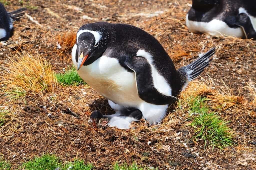 Pingwiny białobrewe i słonie morskie – Falklandy z bliska 11 pingwiny bialobrewe Gentoo f
