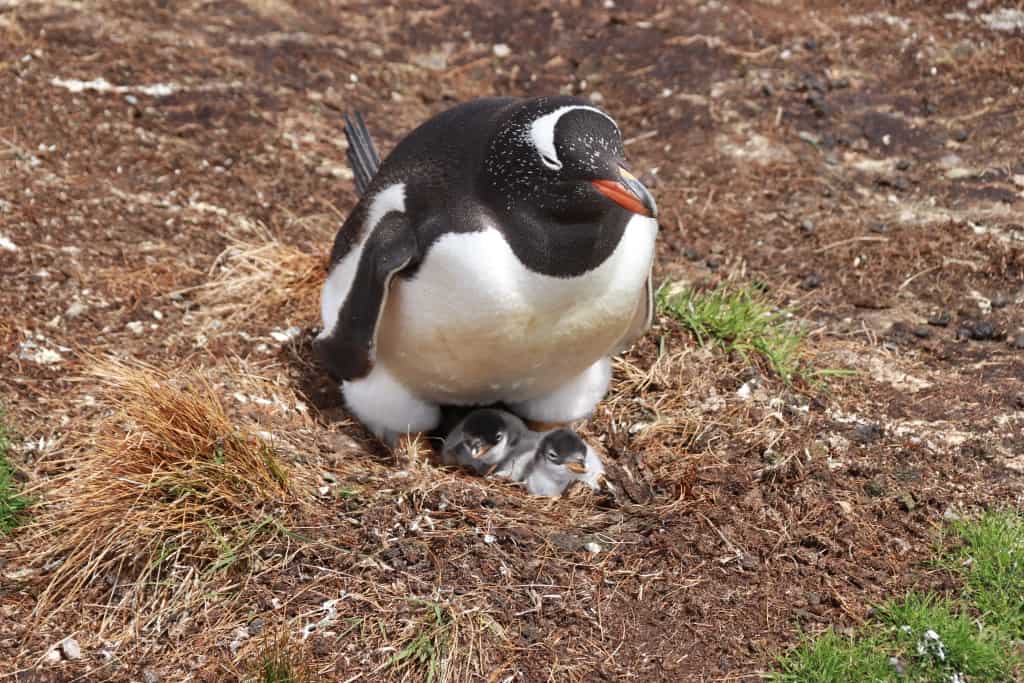 Pingwiny białobrewe i słonie morskie – Falklandy z bliska 12 pingwiny bialobrewe Gentoo g
