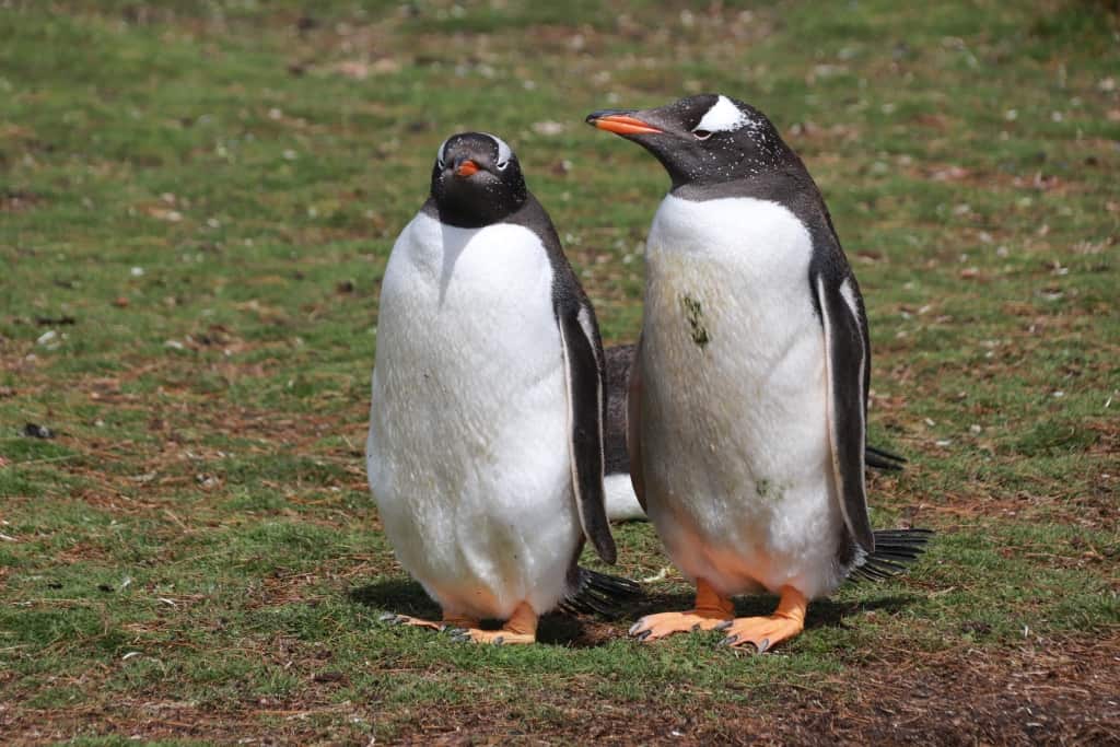Pingwiny białobrewe i słonie morskie – Falklandy z bliska 10 pingwiny bialobrewe Gentoo h