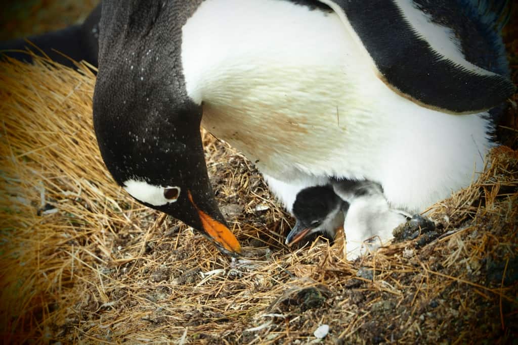 Pingwiny białobrewe i słonie morskie – Falklandy z bliska 13 pingwiny bialobrewe Gentoo i