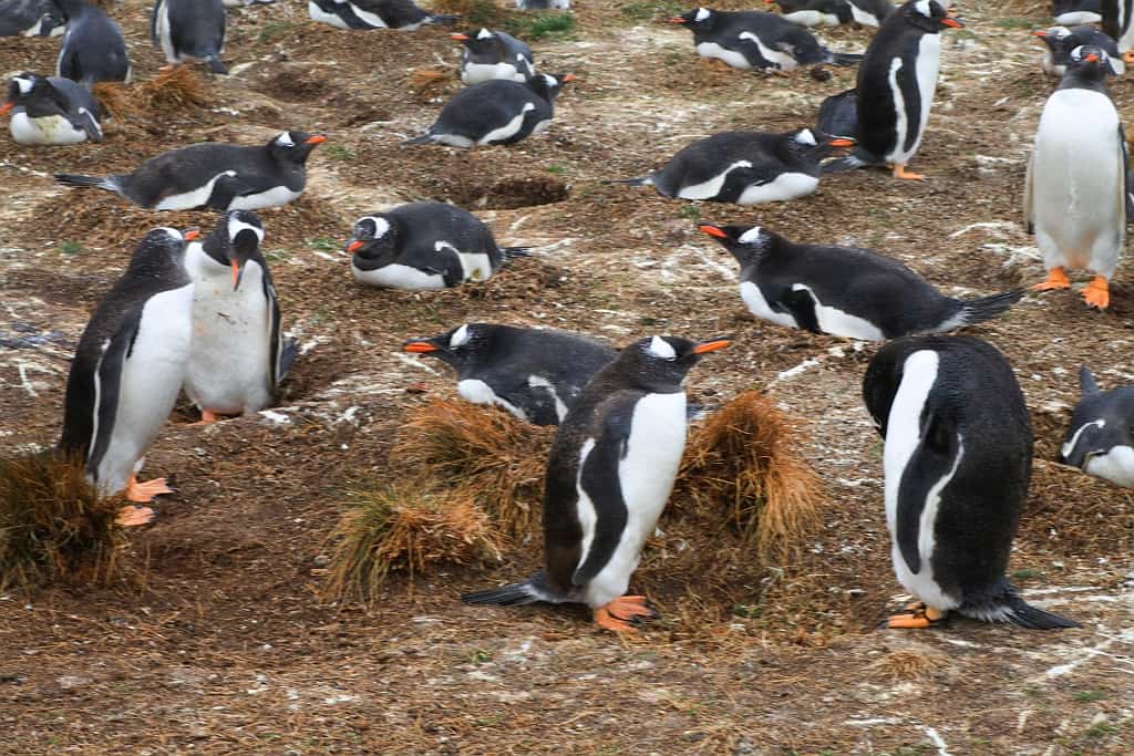 Pingwiny białobrewe i słonie morskie – Falklandy z bliska 5 pingwiny bialobrewe Gentoo