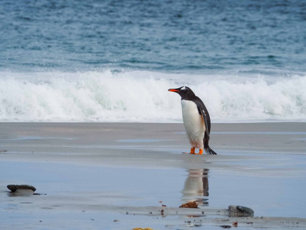 Pingwiny białobrewe i słonie morskie – Falklandy z bliska 18 pingwiny gentoo