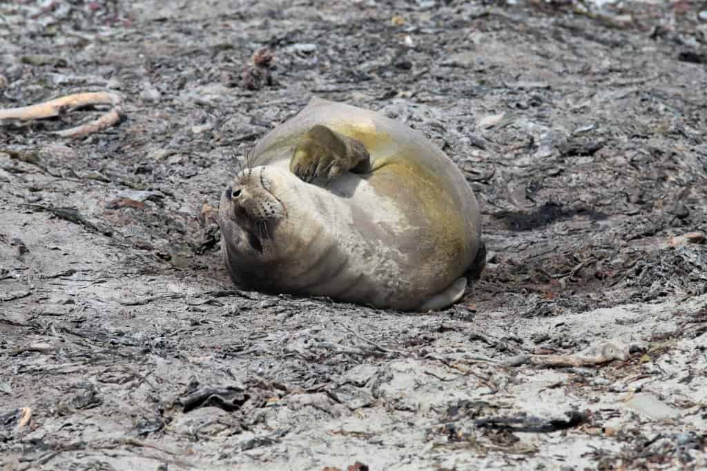 Pingwiny białobrewe i słonie morskie – Falklandy z bliska 42 slonie morskie 1