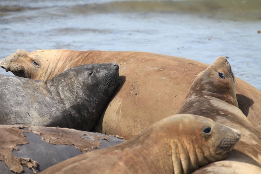 Pingwiny białobrewe i słonie morskie – Falklandy z bliska 39 slonie morskie 11