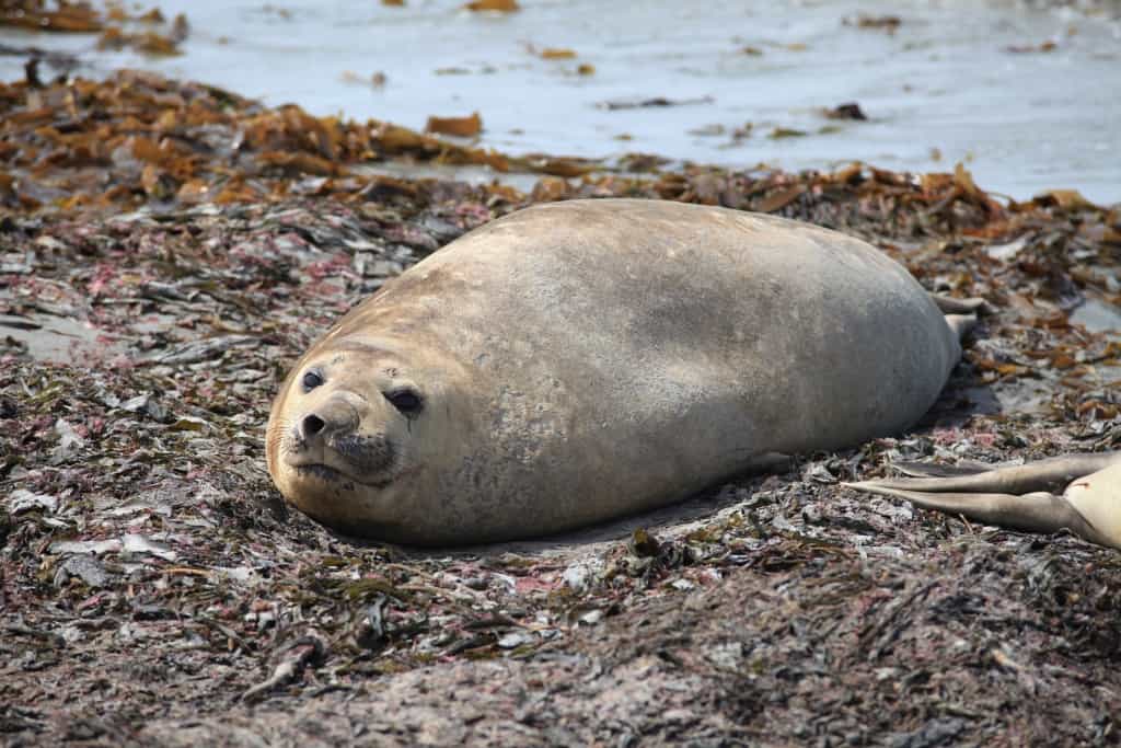 Pingwiny białobrewe i słonie morskie – Falklandy z bliska 40 slonie morskie 2