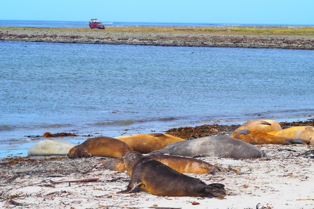 Pingwiny białobrewe i słonie morskie – Falklandy z bliska 32 slonie morskie 4