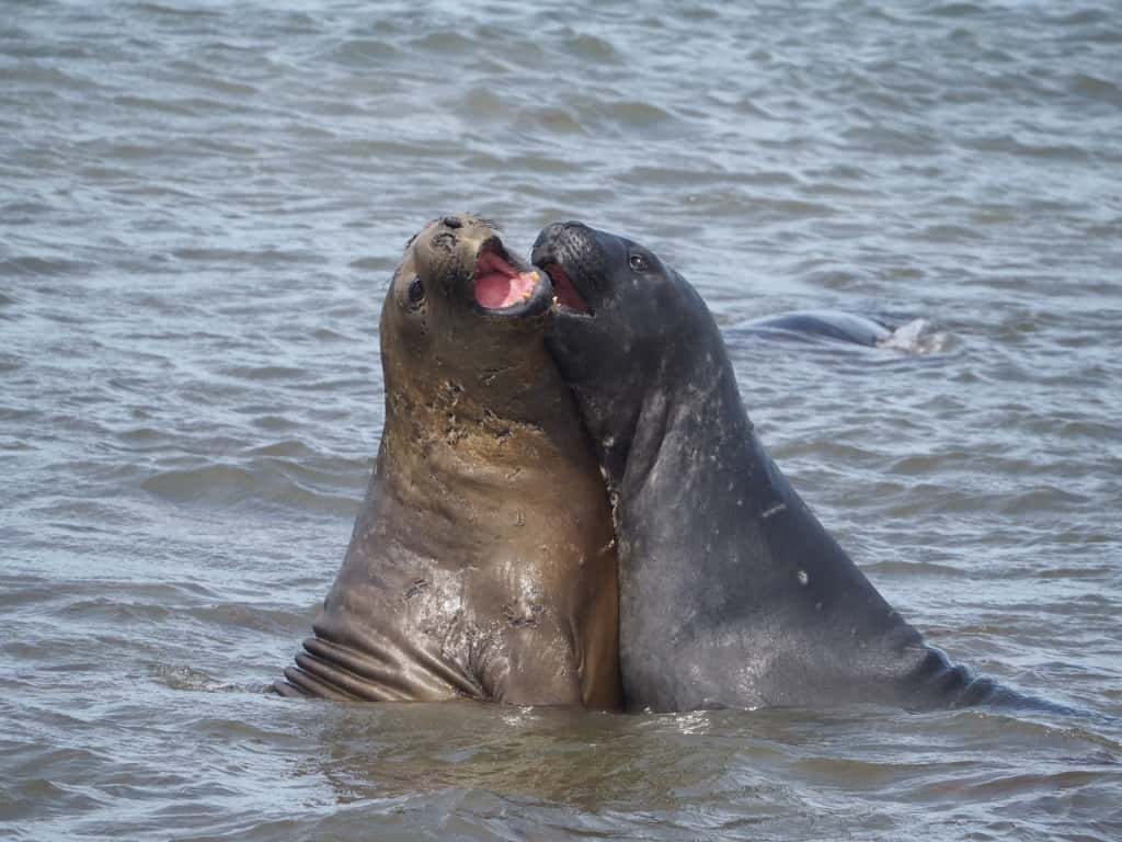 Pingwiny białobrewe i słonie morskie – Falklandy z bliska 34 slonie morskie 6