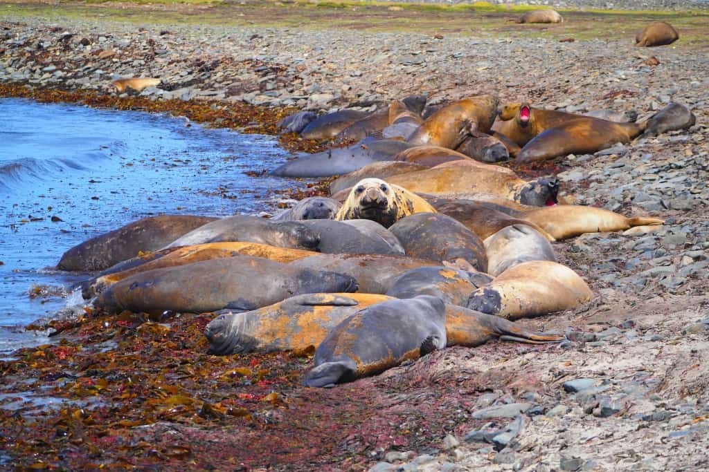 Pingwiny białobrewe i słonie morskie – Falklandy z bliska 33 slonie morskie 8