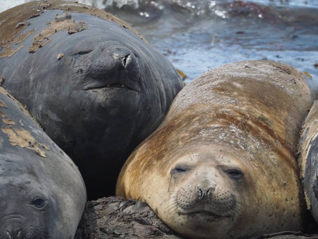 Pingwiny białobrewe i słonie morskie – Falklandy z bliska 38 slonie morskie 9