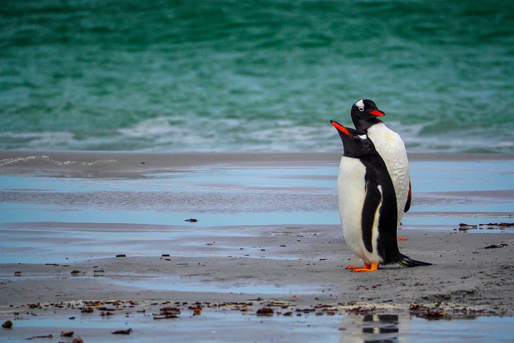Ameryka Południowa: Jak zaplanować podróż 28 Pingwiny białobrewe - Gentoo Falklandy